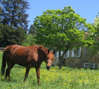 Chevaux sur place